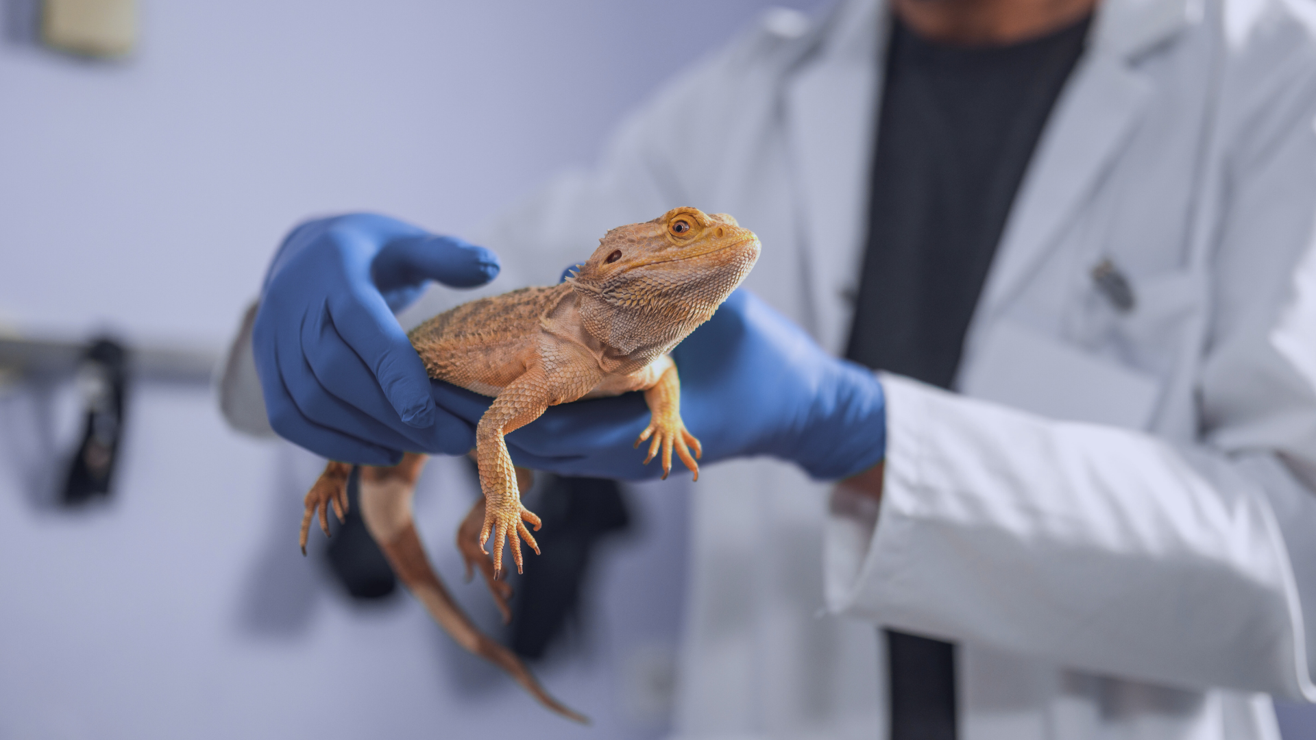 Pós-Graduação em Novos Animais de Companhia