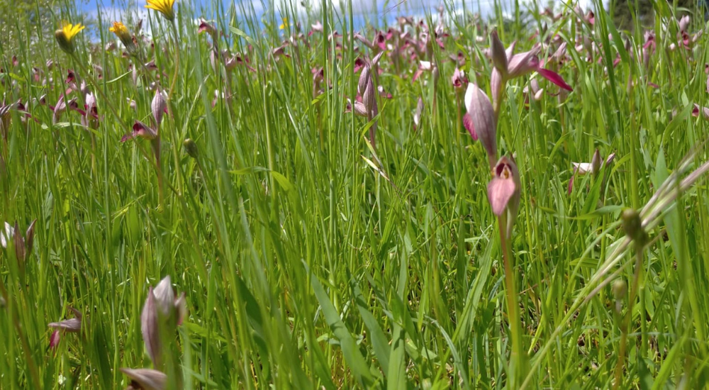 1000x550 px notícias site