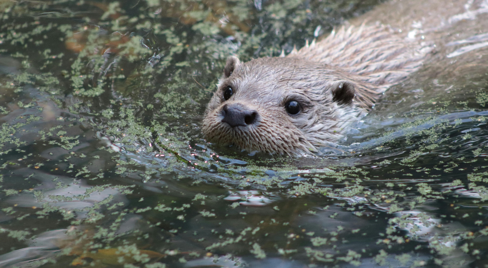 1000x550 px notícias site